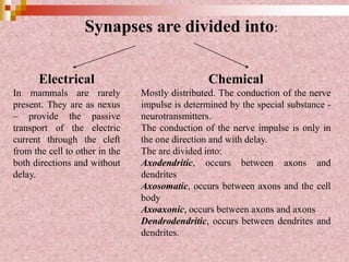 Electrical
In mammals are rarely
present. They are as nexus
– provide the passive
transport of the electric
current through the cleft
from the cell to other in the
both directions and without
delay.
Chemical
Mostly distributed. The conduction of the nerve
impulse is determined by the special substance -
neurotransmitters.
The conduction of the nerve impulse is only in
the one direction and with delay.
The are divided into:
Axodendritic, occurs between axons and
dendrites
Axosomatic, occurs between axons and the cell
body
Axoaxonic, occurs between axons and axons
Dendrodendritic, occurs between dendrites and
dendrites.
Synapses are divided into:
 