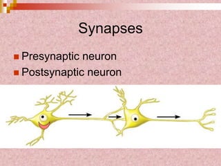 Synapses
 Presynaptic neuron
 Postsynaptic neuron
 