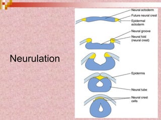 Neurulation
 