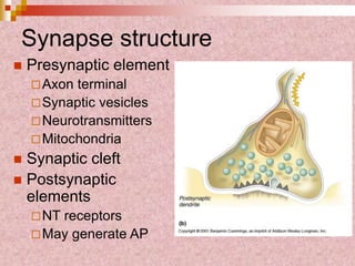 Synapse structure
 Presynaptic element
Axon terminal
Synaptic vesicles
Neurotransmitters
Mitochondria
 Synaptic cleft
 Postsynaptic
elements
NT receptors
May generate AP
 