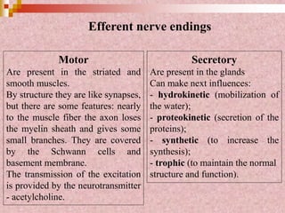 Efferent nerve endings
Motor
Are present in the striated and
smooth muscles.
By structure they are like synapses,
but there are some features: nearly
to the muscle fiber the axon loses
the myelin sheath and gives some
small branches. They are covered
by the Schwann cells and
basement membrane.
The transmission of the excitation
is provided by the neurotransmitter
- acetylcholine.
Secretory
Are present in the glands
Can make next influences:
- hydrokinetic (mobilization of
the water);
- proteokinetic (secretion of the
proteins);
- synthetic (to increase the
synthesis);
- trophic (to maintain the normal
structure and function).
 