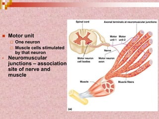  Motor unit
 One neuron
 Muscle cells stimulated
by that neuron
• Neuromuscular
junctions – association
site of nerve and
muscle
 