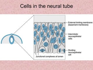 Cells in the neural tube
 