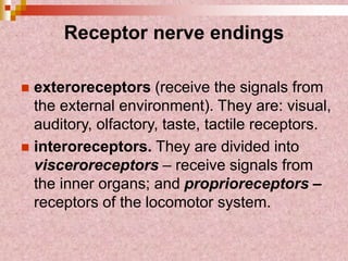Receptor nerve endings
 exteroreceptors (receive the signals from
the external environment). They are: visual,
auditory, olfactory, taste, tactile receptors.
 interoreceptors. They are divided into
visceroreceptors – receive signals from
the inner organs; and proprioreceptors –
receptors of the locomotor system.
 