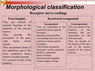 Morphological classification
Receptor nerve endings
Free(simple)
They are consists of
terminal branches of the
dendrites of the sensory
neuron.
They provide the
perception of the pain,
cold, warm, tactile
signals.
They are present inside of
the epithelium and in the
loose connective tissue,
which is located beneath.
It is consists of only of the
dendrite.
Restricted (compound)
Encapsulated
They are surrounded by the
connective tissue capsule.
Structure:
branches of the dendrite
surrounding Schwann cells
connective tissue capsule.
Examples:
Vater-Pacini corpuscles
Meissner’s tactile corpuscles
Ruffini’s curpuscles
Bulb of Krause
Neuromuscular spindles
Tendon organ of Golgi
Unencapsulated
They are consist of the
branches of the
dendrites that are
surrounded by the
Schwann cells.
They are present in
the dermis of the skin
and in the lamina
propria of the tunica
mucosa.
 