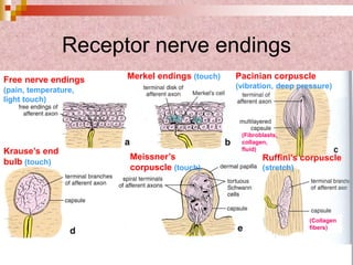 Free nerve endings
(pain, temperature,
light touch)
Merkel endings (touch) Pacinian corpuscle
(vibration, deep pressure)
Krause’s end
bulb (touch)
Meissner’s
corpuscle (touch)
Ruffini’s corpuscle
(stretch)
(Fibroblasts,
collagen,
fluid)
(Collagen
fibers)
Receptor nerve endings
 