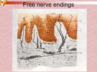 Free nerve endings
 