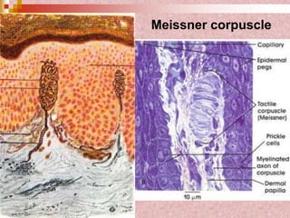 Meissner corpuscle
 