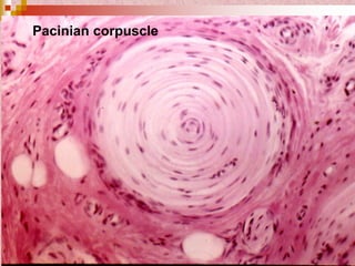 Pacinian corpuscle
 