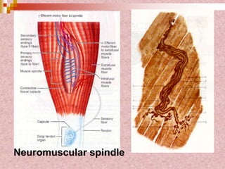 Neuromuscular spindle
 