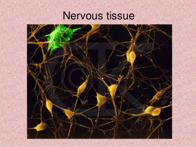Netural Tissue Nervous Tissue Examples Nervous Tissue 1