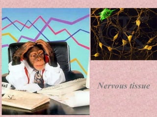 Nervous tissue 1