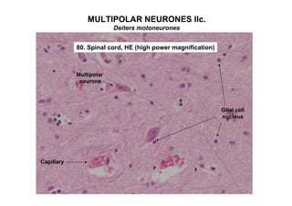MULTIPOLAR NEURONES IIc.
                         Deiters motoneurones


            80. Spinal cord, HE (high power magnification)



            Multipolar
             neurone




                                                             Glial cell
                                                             nucleus




Capillary
 