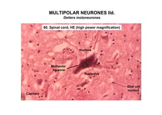 MULTIPOLAR NEURONES IId.
                        Deiters motoneurones

            80. Spinal cord, HE (high power magnification)




                                 Nucleus




                Multipolar
                 neurone
                                    Nucleolus



                                                             Glial cell
                                                             nucleus
Capillary
 