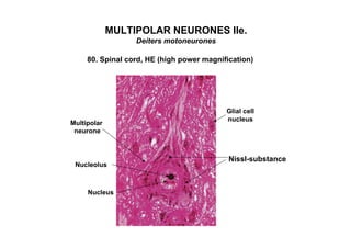 MULTIPOLAR NEURONES IIe.
                  Deiters motoneurones

     80. Spinal cord, HE (high power magnification)




                                           Glial cell
                                           nucleus
Multipolar
 neurone



                                            Nissl-substance
 Nucleolus



     Nucleus
 