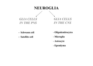 NEUROGLIA

GLIA CELLS                GLIA CELLS
IN THE PNS                IN THE CNS


- Schwann cell           - Oligodendrocytes
- Satellite cell         - Microglia
                         - Astrocyte
                         - Ependyma
 