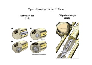 Myelin formation in nerve fibers:

Schwann-cell                     Oligodendrocyte
   (PNS)                              (CNS)
 