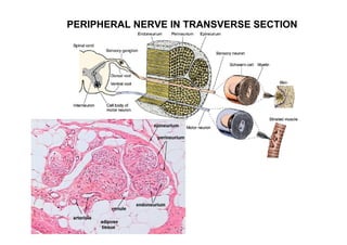PERIPHERAL NERVE IN TRANSVERSE SECTION
 