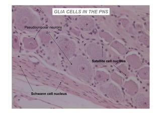 GLIA CELLS IN THE PNS


Pseudounipolar neurons




                               Satellite cell nucleus




   Schwann cell nucleus
 