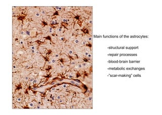 Main functions of the astrocytes:

        -structural support
        -repair processes
        -blood-brain barrier
        -metabolic exchanges
        - scar-making cells
 