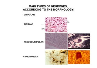 MAIN TYPES OF NEURONES,
ACCORDONG TO THE MORPHOLOGY:
UNIPOLAR



BIPOLAR




PSEUDOUNIPOLAR




MULTIPOLAR
 