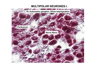 MULTIPOLAR NEURONES I.
        79. Autonomic ganglion, Silver-impregnation




Perikaryon

                           Nerve fibers
 