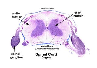 Central canal




      Ventral horn
(Deiters motoneurones)



      Segmet
 