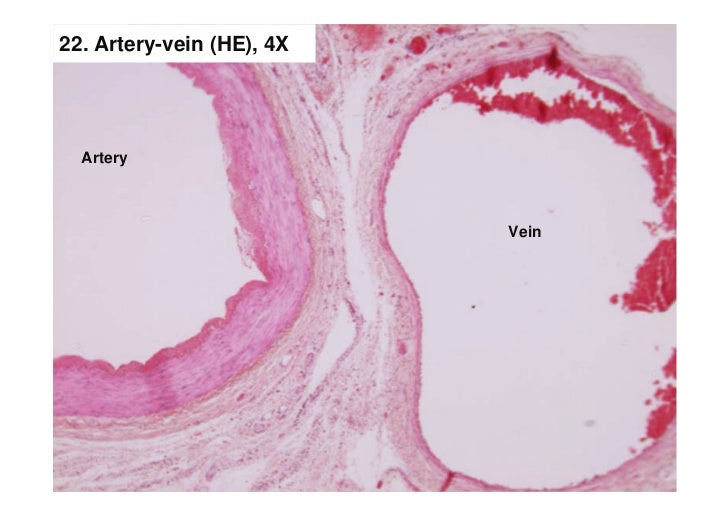 Nervous tissue ii