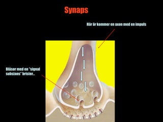 Synaps
                             Här är kommer en axon med en impuls




Blåsor med en ”signal
substans” brister…




                                                         3
 