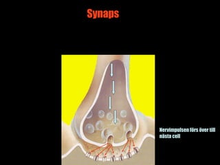 Synaps




         Nervimpulsen förs över till
         nästa cell


                    3
 