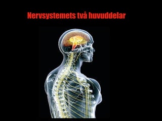 Nervsystemets två huvuddelar




                               4
 