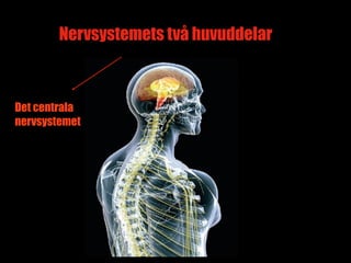Nervsystemets två huvuddelar



Det centrala
nervsystemet




                                       4
 