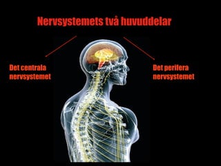 Nervsystemets två huvuddelar



Det centrala                    Det perifera
nervsystemet                    nervsystemet




                                        4
 
