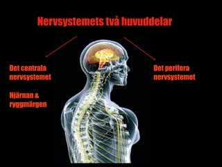 Nervsystemets två huvuddelar



Det centrala                    Det perifera
nervsystemet                    nervsystemet

Hjärnan &
ryggmärgen




                                        4
 