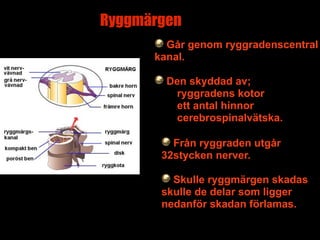 Ryggmärgen
        Går genom ryggradenscentral
      kanal.

        Den skyddad av;
         ryggradens kotor
         ett antal hinnor
         cerebrospinalvätska.

         Från ryggraden utgår
       32stycken nerver.

         Skulle ryggmärgen skadas
       skulle de delar som ligger
       nedanför skadan förlamas.
                          5
 