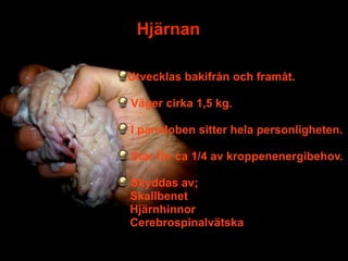 Hjärnan

Utvecklas bakifrån och framåt.

Väger cirka 1,5 kg.

I pannloben sitter hela personligheten.

Står för ca 1/4 av kroppenenergibehov.

Skyddas av;
Skallbenet
Hjärnhinnor
Cerebrospinalvätska
                            6
 