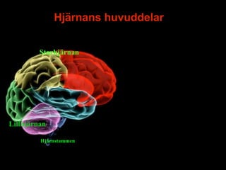 Hjärnans huvuddelar


         Storhjärnan




Lillhjärnan

         Hjärnstammen


                                    8
 