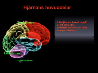 Hjärnans huvuddelar


         Storhjärnan       Lillahjärnans huvud uppgift
                           är att samordna
                           musklerörelserna och hålla
                           kroppen i balans.




Lillhjärnan

         Hjärnstammen


                                                8
 