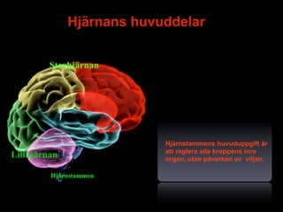 Hjärnans huvuddelar


         Storhjärnan




                           Hjärnstammens huvuduppgift är
                           att reglera alla kroppens inre
Lillhjärnan                organ, utan påverkan av viljan.

         Hjärnstammen


                                               8
 