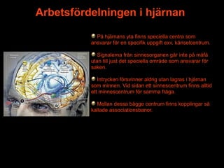 Arbetsfördelningen i hjärnan

            På hjärnans yta finns speciella centra som
          ansvarar för en specifik uppgift exv. känselcentrum.

             Signalerna från sinnesorganen går inte på måfå
          utan till just det speciella område som ansvarar för
          saken.

             Intrycken försvinner aldrig utan lagras i hjärnan
          som minnen. Vid sidan ett sinnescentrum finns alltid
          ett minnescentrum för samma fråga.

            Mellan dessa bägge centrum finns kopplingar så
          kallade associationsbanor.
 