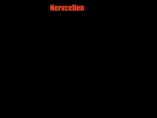 Nervcellen




             2
 