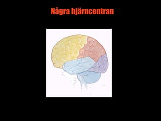 Några hjärncentran




                     13
 