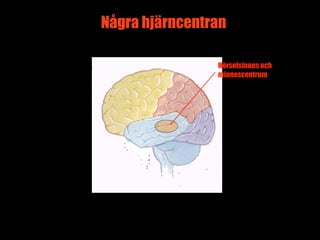 Några hjärncentran

                Hörselsinnes och
                minnescentrum




                             13
 