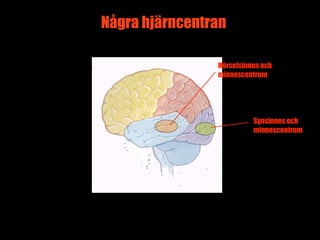 Några hjärncentran

                Hörselsinnes och
                minnescentrum




                          Synsinnes och
                          minnescentrum




                             13
 