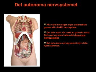 Det autonoma nervsystemet



             Alla våra inre organ styrs automatiskt
           genom ett särskilt nervsystem.

             Det står utom vår makt att påverka detta.
           Detta nervsystem kallas det Autonoma
           nervsystemet.

             Det autonoma nervsystemet styrs från
           hjärnstammen.
 