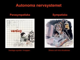 Autonoma nervsystemet

 Parasympatiska                  Sympatiska




Vardags-sysslor i kroppen   Stress och kris situationer
 