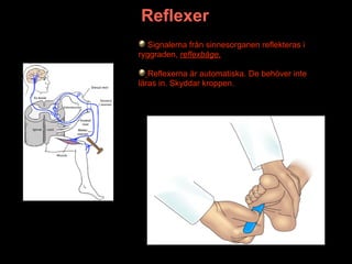 Reflexer
   Signalerna från sinnesorganen reflekteras i
ryggraden, reflexbåge.

   Reflexerna är automatiska. De behöver inte
läras in. Skyddar kroppen.
 