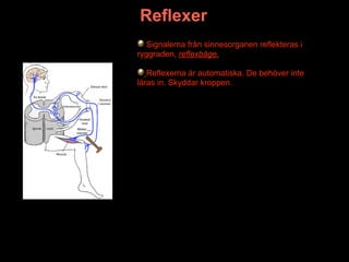 Reflexer
   Signalerna från sinnesorganen reflekteras i
ryggraden, reflexbåge.

   Reflexerna är automatiska. De behöver inte
läras in. Skyddar kroppen.
 