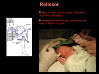 Reflexer
   Signalerna från sinnesorganen reflekteras i
ryggraden, reflexbåge.

   Reflexerna är automatiska. De behöver inte
läras in. Skyddar kroppen.
 