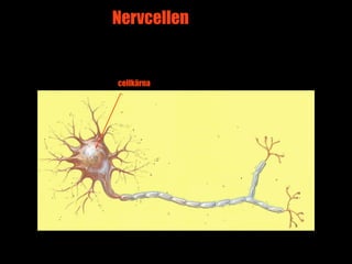 Nervcellen


cellkärna




             2
 